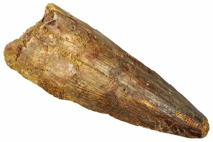 Fossil Spinosaurus Tooth - Real Dinosaur Tooth #357425